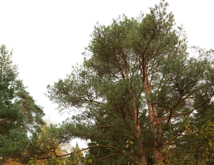 Студия с кухонным уголком "Сибирь" - Оздоровительный комплекс «Десна»